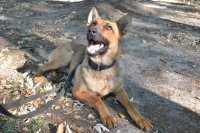 Wiki - policyjny pies wyszkolony do tropienia śladów ludzkich