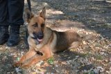 Diana policyjny pies wyszkolony za wyszukiwanie zapachu ludzkiego