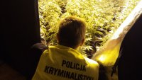 Zabrzańscy policjanci podczas likwidacji plantacji marihuany