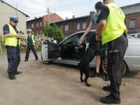 Zdjęcie kolorowe: policjant ruchu drogowego  i funkcjonariusz z Krajowej Administracji Skarbowej wraz z psem wyszkolonym do wyszukiwania narkotyków kontrolują  kreującego